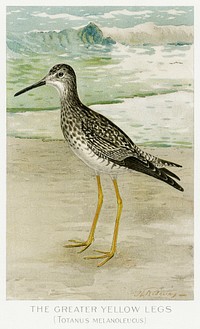 The Greater Yellow Legs (Totanus Melanoleucus) illustrated by <a href="https://www.rawpixel.com/search/J.L.%20Ridgway?sort=curated&amp;type=all&amp;page=1">J.L. Ridgway</a> (1859&ndash;1947) and W.B. Gillette (1864&ndash;1937) from Game Birds and Fishes of North America. Digitally enhanced from our own 1913 Portfolio Edition of the book. 