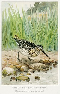 Wilson&#39;s or English Snipe (Gallinago Media, Wilsoni) illustrated by <a href="https://www.rawpixel.com/search/J.L.%20Ridgway?sort=curated&amp;type=all&amp;page=1">J.L. Ridgway</a> (1859&ndash;1947) and W.B. Gillette (1864&ndash;1937) from Game Birds and Fishes of North America. Digitally enhanced from our own 1913 Portfolio Edition of the book. 