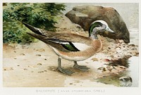 Baldpate (Anas Americana, Gmel) illustrated by <a href="https://www.rawpixel.com/search/J.L.%20Ridgway?sort=curated&amp;type=all&amp;page=1">J.L. Ridgway</a> (1859&ndash;1947) and W.B. Gillette (1864&ndash;1937) from Game Birds and Fishes of North America. Digitally enhanced from our own 1913 Portfolio Edition of the book. 