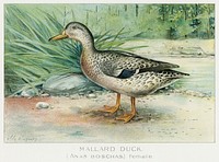 Mallard Duck (Anas Boschas) Female illustrated by <a href="https://www.rawpixel.com/search/J.L.%20Ridgway?sort=curated&amp;type=all&amp;page=1">J.L. Ridgway</a> (1859&ndash;1947) and W.B. Gillette (1864&ndash;1937) from Game Birds and Fishes of North America. Digitally enhanced from our own 1913 Portfolio Edition of the book. 