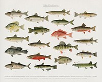 Set of fish illustrations found in Fishes of North America 