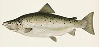 Male Land Locked Salmon or Quananiche ( Salmo Salar Sebaqo Girard) illustrated by Sherman F. Denton (1856-1937) from Game Birds and Fishes of North America. Digitally enhanced from our own 1913 Portfolio Edition of the book.