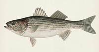 Striped Bass( Roccus Lineatus) illustrated by Sherman F. Denton (1856-1937) from Game Birds and Fishes of North America. Digitally enhanced from our own 1913 Portfolio Edition of the book.
