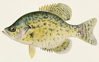 Calico Bass; Strawberry Bass (Pomoxys Sparoider LAC) illustrated by Sherman F. Denton (1856-1937) from Game Birds and Fishes of North America. Digitally enhanced from our own 1913 Portfolio Edition of the book.