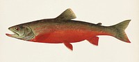 Canadian Red Trout illustrated by Sherman F. Denton (1856-1937) from Game Birds and Fishes of North America. Digitally enhanced from our own 1913 Portfolio Edition of the book.