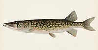 Pickerel (Lucius Reticulatus. Le Sueur) from a pond in Massachusetts illustrated by Sherman F. Denton (1856-1937) from Game Birds and Fishes of North America. Digitally enhanced from our own 1913 Portfolio Edition of the book.