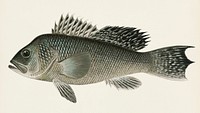 Sea Bass (Centropristes Striatus) illustrated by Sherman F. Denton (1856-1937) from Game Birds and Fishes of North America. Digitally enhanced from our own 1913 Portfolio Edition of the book.