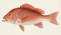 Red Snapper (Neomaenis Blackford) illustrated by Sherman F. Denton (1856-1937) from Game Birds and Fishes of North America. Digitally enhanced from our own 1913 Portfolio Edition of the book.