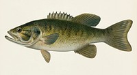Small-Mouthed Black Bass( Micropterus Dolomieu) illustrated by Sherman F. Denton (1856-1937) from Game Birds and Fishes of North America. Digitally enhanced from our own 1913 Portfolio Edition of the book.