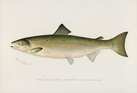 Atlantic Salmon ( Salmo Salar). Digitally enhanced from our own 1913 Portfolio Edition of Game Birds and Fishes of North America by Sherman F. Denton (1856-1937)