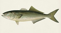Bluefish (Pomatomus Saltatrix) illustrated by Sherman F. Denton (1856-1937) from Game Birds and Fishes of North America. Digitally enhanced from our own 1913 Portfolio Edition of the book.