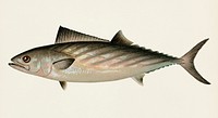 Bonito ( Sarda Sarda) illustrated by Sherman F. Denton (1856-1937) from Game Birds and Fishes of North America. Digitally enhanced from our own 1913 Portfolio Edition of the book.