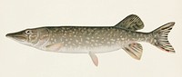 Pike ( Lucius Lucius) illustrated by Sherman F. Denton (1856-1937) from Game Birds and Fishes of North America. Digitally enhanced from our own 1913 Portfolio Edition of the book.
