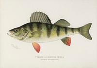 Yellow or Barred Perch (Perca Americana). Digitally enhanced from our own 1913 Portfolio Edition of Game Birds and Fishes of North America by Sherman F. Denton (1856-1937)