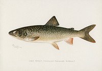 Lake Trout (Cristivomer Namaycush). Digitally enhanced from our own 1913 Portfolio Edition of Game Birds and Fishes of North America by Sherman F. Denton (1856-1937)