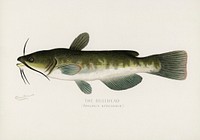 Bullhead; (Amiurus Nebulosus). Digitally enhanced from our own 1913 Portfolio Edition of Game Birds and Fishes of North America by Sherman F. Denton (1856-1937) book.