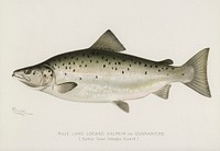 Male Land Locked Salmon or Quananiche ( Salmo Salar Sebaqo Girard). Digitally enhanced from our own 1913 Portfolio Edition of Game Birds and Fishes of North America by Sherman F. Denton (1856-1937)