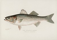 Striped Bass( Roccus Lineatus). Digitally enhanced from our own 1913 Portfolio Edition of Game Birds and Fishes of North America by Sherman F. Denton (1856-1937)