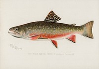 Male brook trout (Salvelinus Fontinalis). Digitally enhanced from our own 1913 Portfolio Edition of Game Birds and Fishes of North America by Sherman F. Denton (1856-1937)