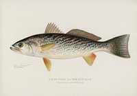 Weak-Fish or Squeteacue (Cynoscion Regale). Digitally enhanced from our own 1913 Portfolio Edition of Game Birds and Fishes of North America by Sherman F. Denton (1856-1937)