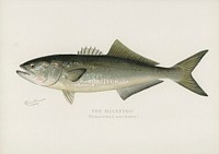 Bluefish (Pomatomus Saltatrix). Digitally enhanced from our own 1913 Portfolio Edition of Game Birds and Fishes of North America by Sherman F. Denton (1856-1937)