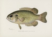 Rock Bass (Ambloplites Rupestris). Digitally enhanced from our own 1913 Portfolio Edition of Game Birds and Fishes of North America by Sherman F. Denton (1856-1937)