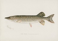 Pike( Lucius Lucius). Digitally enhanced from our own 1913 Portfolio Edition of Game Birds and Fishes of North America by Sherman F. Denton (1856-1937)