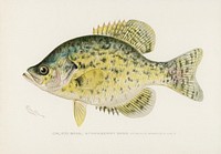 Calico Bass; Strawberry Bass (Pomoxys Sparoider LAC). Digitally enhanced from our own 1913 Portfolio Edition of Game Birds and Fishes of North America by Sherman F. Denton (1856-1937)
