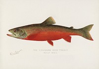 Canadian Red Trout. Digitally enhanced from our own 1913 Portfolio Edition of Game Birds and Fishes of North America by Sherman F. Denton (1856-1937)
