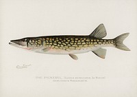 Pickerel (Lucius Reticulatus. Le Sueur from a pond in Massachusetts). Digitally enhanced from our own 1913 Portfolio Edition of Game Birds and Fishes of North America by Sherman F. Denton (1856-1937)