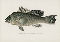 Sea Bass (Centropristes Striatus). Digitally enhanced from our own 1913 Portfolio Edition of Game Birds and Fishes of North America by Sherman F. Denton (1856-1937)