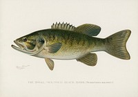 Small-Mouthed Black Bass( Micropterus Dolomieu). Digitally enhanced from our own 1913 Portfolio Edition of Game Birds and Fishes of North America by Sherman F. Denton (1856-1937)