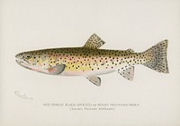 Red Throat Black Spotted or Rocky Mountain Trout. Digitally enhanced from our own 1913 Portfolio Edition of Game Birds and Fishes of North America by Sherman F. Denton (1856-1937)