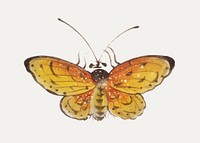 Chinese painting a yellow butterfly.