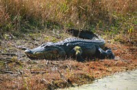 A large alligator suns on the bank of a pond within NASA's Kennedy Space Center. Original from NASA. Digitally enhanced by rawpixel.