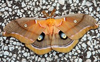 A moth with unusual markings is captured on the ground at NASA&#39;s Kennedy Space Center. Original from NASA. Digitally enhanced by rawpixel.