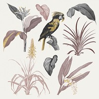 Colorful tropical collection with vintage illustration