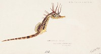 Antique fish hippocampus abdominalis seahorse drawn by <a href="https://www.rawpixel.com/search/fe.%20clarke?">Fe. Clarke</a> (1849-1899). Original from Museum of New Zealand. Digitally enhanced by rawpixel.