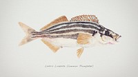 Antique fish latris lineata common trumpeter illustration drawing