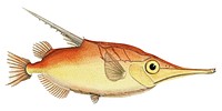 Antique fish macrorhamphosus scolopax snipefish illustration drawing