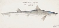 Antique fish mustelus antarcticus dogfish drawn by <a href="https://www.rawpixel.com/search/fe.%20clarke?">Fe. Clarke</a> (1849-1899). Original from Museum of New Zealand. Digitally enhanced by rawpixel.