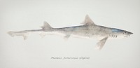 Antique fish mustelus antarcticus dogfish illustration drawing
