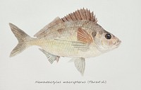 Antique fish nemadactylus macropterus tarakihi illustration drawing