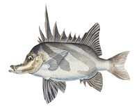 Antique fish pentaceropsis recurvirostris long-snout boarfish drawn by <a href="https://www.rawpixel.com/search/fe.%20clarke?">Fe. Clarke</a> (1849-1899)