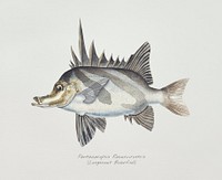 Antique fish pentaceropsis recurvirostris long-snout boarfish illustration drawing