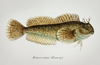 Antique fish blenniidae blenny illustration drawing