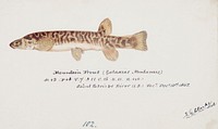 Antique fish galaxias olidus mountain trout drawn by <a href="https://www.rawpixel.com/search/fe.%20clarke?">Fe. Clarke</a> (1849-1899). Original from Museum of New Zealand. Digitally enhanced by rawpixel.