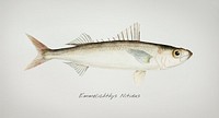 Antique drawing watercolor fish Emmelichthys Nitidus marine life