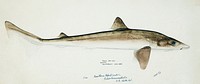 Antique fish Requiem Shark drawn by Fe. Clarke (1849-1899). Original from Museum of New Zealand. Digitally enhanced by rawpixel.
