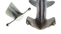 Antique drawing watercolor fish Hammerhead Shark marine life